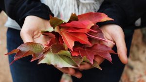 Gratitude Gratitude
